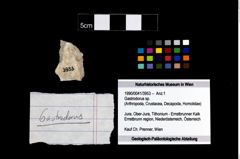 Foto (Objekt + Etikett) von Gastrodorus sp.  (NHMW-GEO-1990-0041-3953)